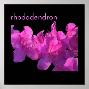 Poster Rhododendron