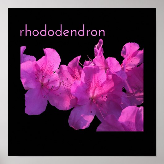 Poster Rhododendron (Devant)