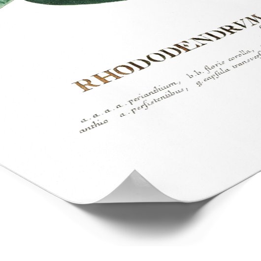 Poster Rhododendron (Coin)