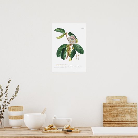 Poster Rhododendron (Cuisine)
