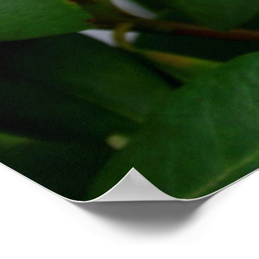 Poster Rhododendron (Coin)