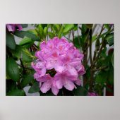 Poster Rhododendron (Devant)
