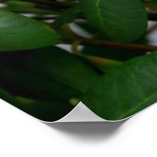 Poster Rhododendron (Coin)