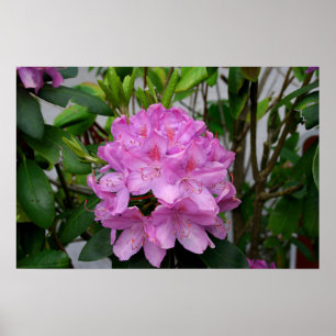 Poster Rhododendron