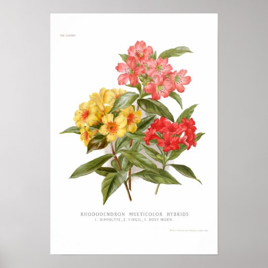 Poster Rhododendron (Devant)