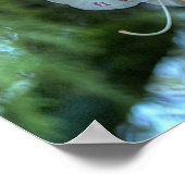 Poster Rhododendron blanc (Coin)