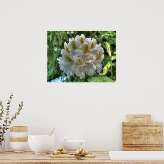 Poster Rhododendron blanc (Cuisine)