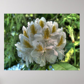 Poster Rhododendron blanc