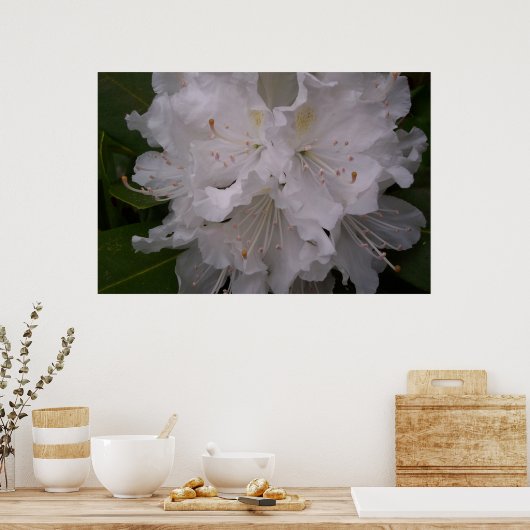 Poster Rhododendron blanc en fleurs (Cuisine)