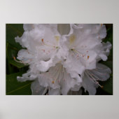 Poster Rhododendron blanc en fleurs (Devant)