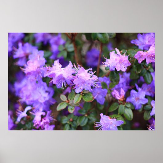 Poster rhododendron bleu violet (Devant)