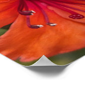 Poster Rhododendron clair Orange fleurit Floral (Coin)