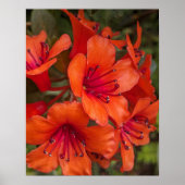Poster Rhododendron clair Orange fleurit Floral (Devant)