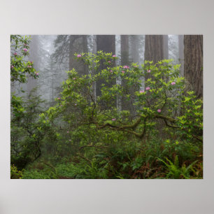 Poster Rhododendron dans le parc national de Redwood en C