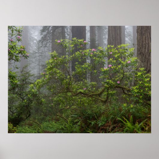 Poster Rhododendron dans le parc national Redwood en Cali (Devant)