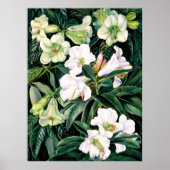 Poster Rhododendron de l'Inde du Nord (Devant)