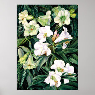 Poster Rhododendron de l'Inde du Nord