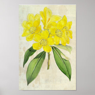 Poster Rhododendron du Lobb Botanique vintage