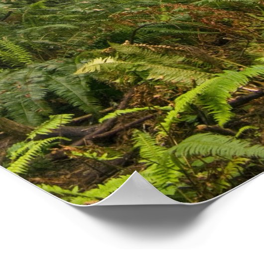 Poster Rhododendron fleurissant parmi les séquoias côtier (Coin)