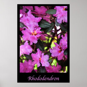 Poster Rhododendron Fleurs de Jardin Nature Florale