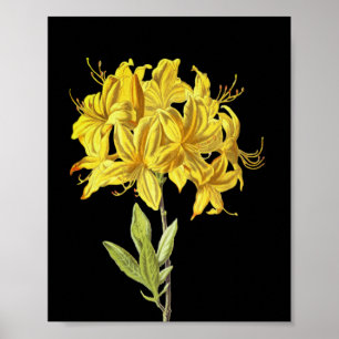 Poster Rhododendron luteum (Azalée Pontique)