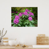 Poster Rhododendron Ponticum (Cuisine)