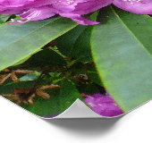 Poster Rhododendron Ponticum (Coin)