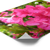 Poster Rhododendron rose (Coin)