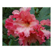 Poster Rhododendron rose fleurit (Devant)