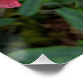 Poster Rhododendron rose fleurit (Coin)