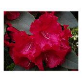 Poster Rhododendron rose profond fleurit Floral (Devant)