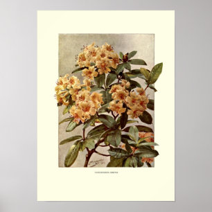 Poster Rhododendron var minerva