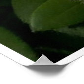 Poster Rhododendrons blancs doux (Coin)