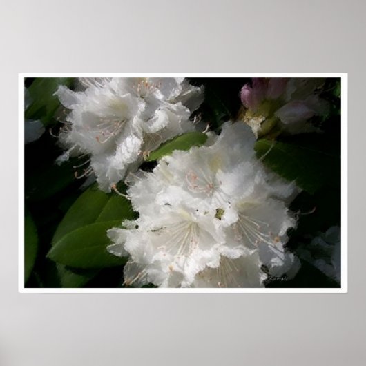 Poster Rhododendrons blancs doux (Devant)