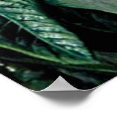 Poster Rhododendrons d'Inde du Nord (Coin)