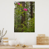 Poster Rhododendrons en fleurs avec des séquoias côtiers (Cuisine)