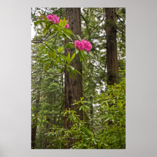 Poster Rhododendrons en fleurs avec des séquoias côtiers