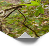 Poster Rhododendrons en fleurs | Redwoods State Park,CA (Coin)