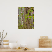 Poster Rhododendrons en fleurs | Redwoods State Park,CA (Cuisine)