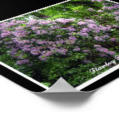 Poster Rhododendrons violets (Coin)
