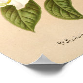 Poster Rhododendrum Sesterianum Art Floral (Coin)