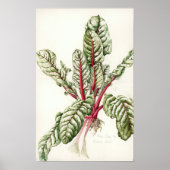 Poster Rhubarb Chard 1992 (Devant)