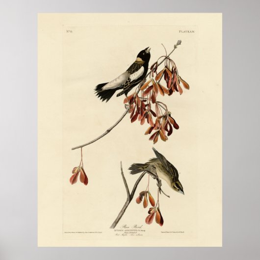 Poster Rice Bird (Bobolink) - Audubon's Birds of America (Devant)