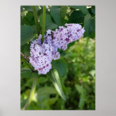 Poster rideau lilas (Devant)