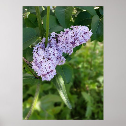 Poster rideau lilas (Devant)