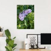 Poster rideau lilas (Bureau à domicile)
