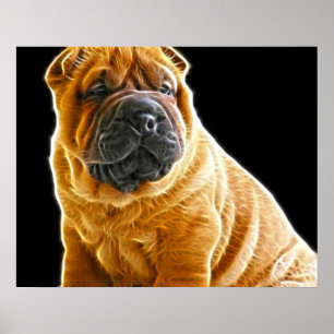 Poster Rincement, Chinois Shar Pei Chien Coquelicot