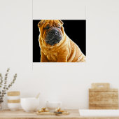 Poster Rincement, Chinois Shar Pei Chien Coquelicot (Cuisine)