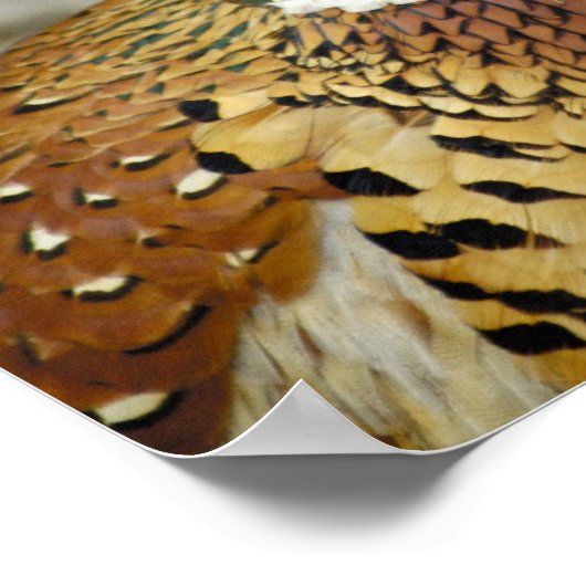 Poster Ring Pheasant (Coin)