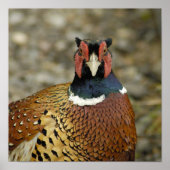 Poster Ring Pheasant (Devant)